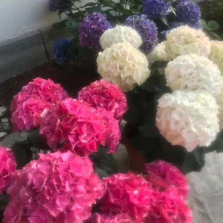 Excelsior & Kurhaus Hotel